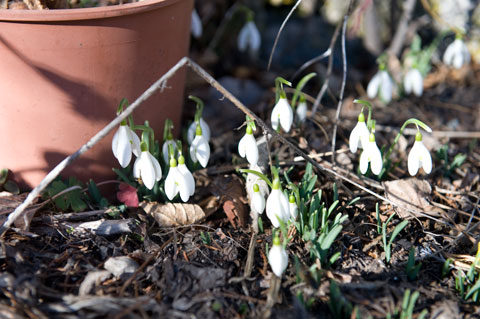 sneeuwklokjes